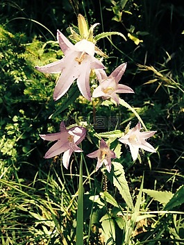花,開花,野花