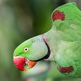 鸚鵡,鳥,野生動(dòng)物
