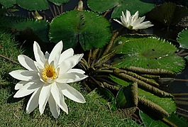 大自然,植物,鮮花