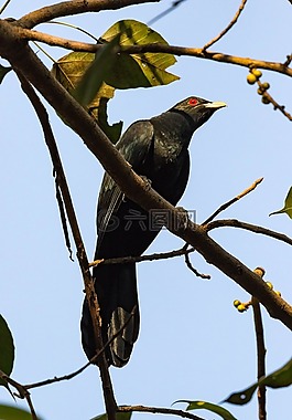 鳥,野生動物,自然