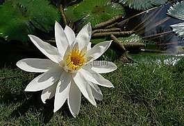 大自然,植物,鮮花