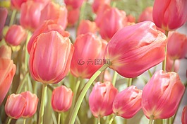 郁金香,花園,綠色
