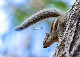 自然,野生動物,樹
