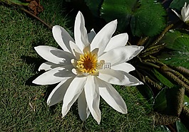 大自然,植物,鮮花