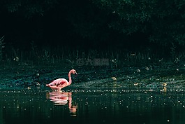 水,自然,鳥