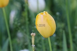郁金香,黄色郁金香,植物