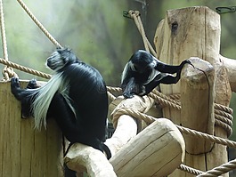 動(dòng)物,猴子,動(dòng)物園