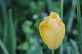 郁金香,黄色郁金香,植物