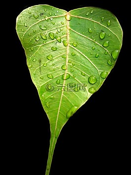 菩提葉,菩提樹葉,綠葉
