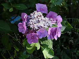 繡球花板,八仙花,開(kāi)花