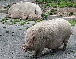性質,動物,豬