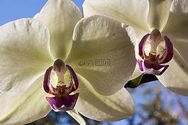 蘭花,白,花