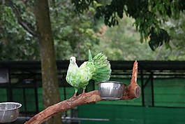 蘇梅島,天堂公園,綠鴿