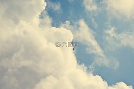 天空,云,鳥