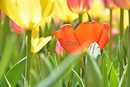 郁金香,紅色郁金香,花