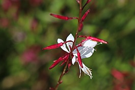 花卉,紅色,性質