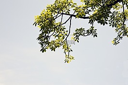 樹,葉子,下午