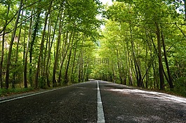 路,森林,景觀
