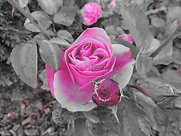 玫瑰,花,愛情