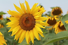 向日葵,夏天,阳光明媚的