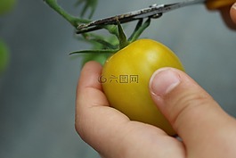 番茄,植物,自然