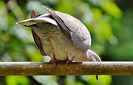 鴿子,捉住了,鳥(niǎo)