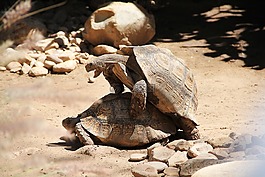 龜,行為,動(dòng)物園