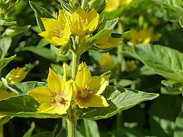 goldfelberich,花园,黄色