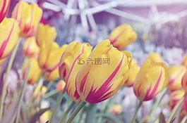 郁金香,如夢如幻,花
