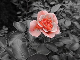 玫瑰,花,愛情