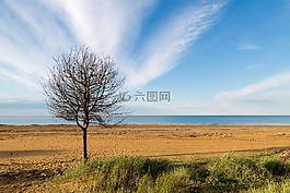 海,樹,海灘