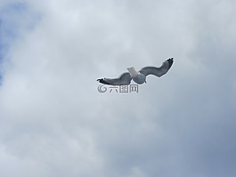 海鷗,天空,藍(lán)色