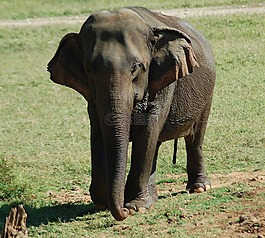 象,自然,野生動物