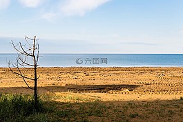 海,樹,海灘