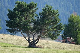 樹,山,寧靜