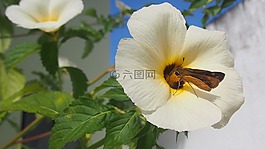 花卉,昆蟲,性質(zhì)