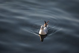 海鷗,水,的