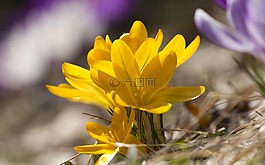 黃色,花,開花