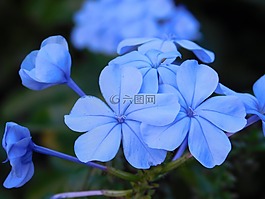 鮮花,性質,花