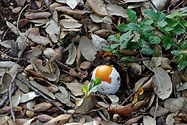 秋,蘑菇,真菌