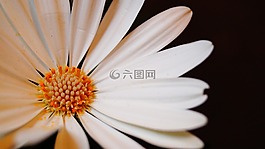 鮮花,花,白