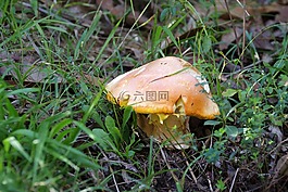 秋,蘑菇,真菌