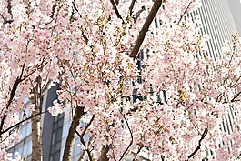 樱桃,行道树,鲜花