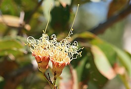 花的。,花卉,春
