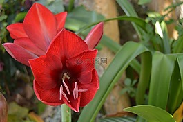 紅色,花,鮮花