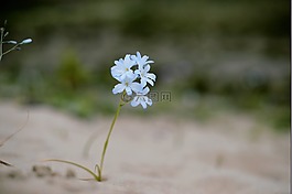 花,開花沙漠,花瓣