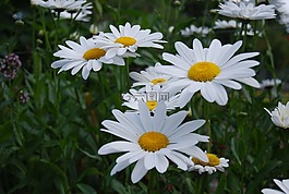 鮮花,性質(zhì),花瓣
