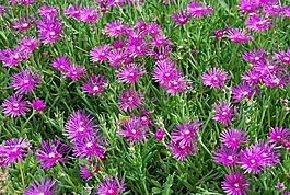 鮮花,紫,性質