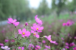 花,大自然,植物