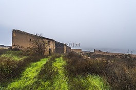 霧,樹,景觀
